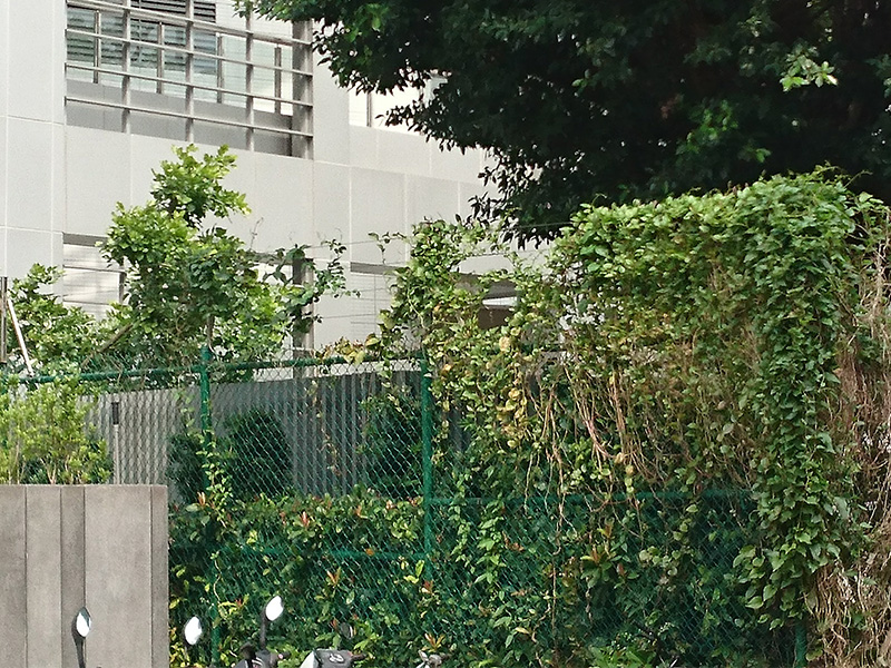 藤類攀爬