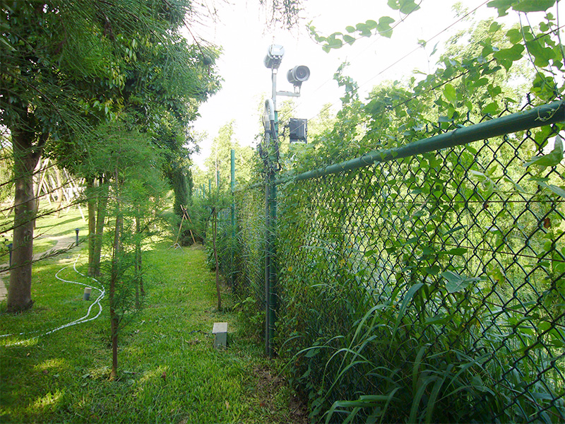 警報綠籬藤類植被